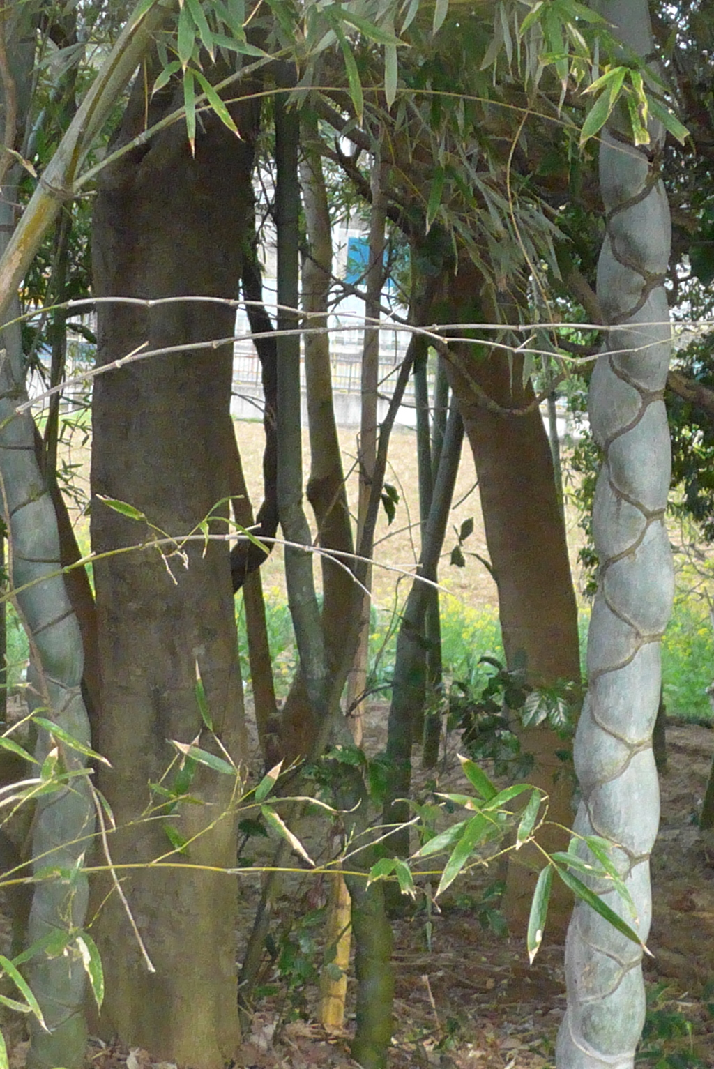 P1320525　竹林