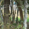 P1320525　竹林
