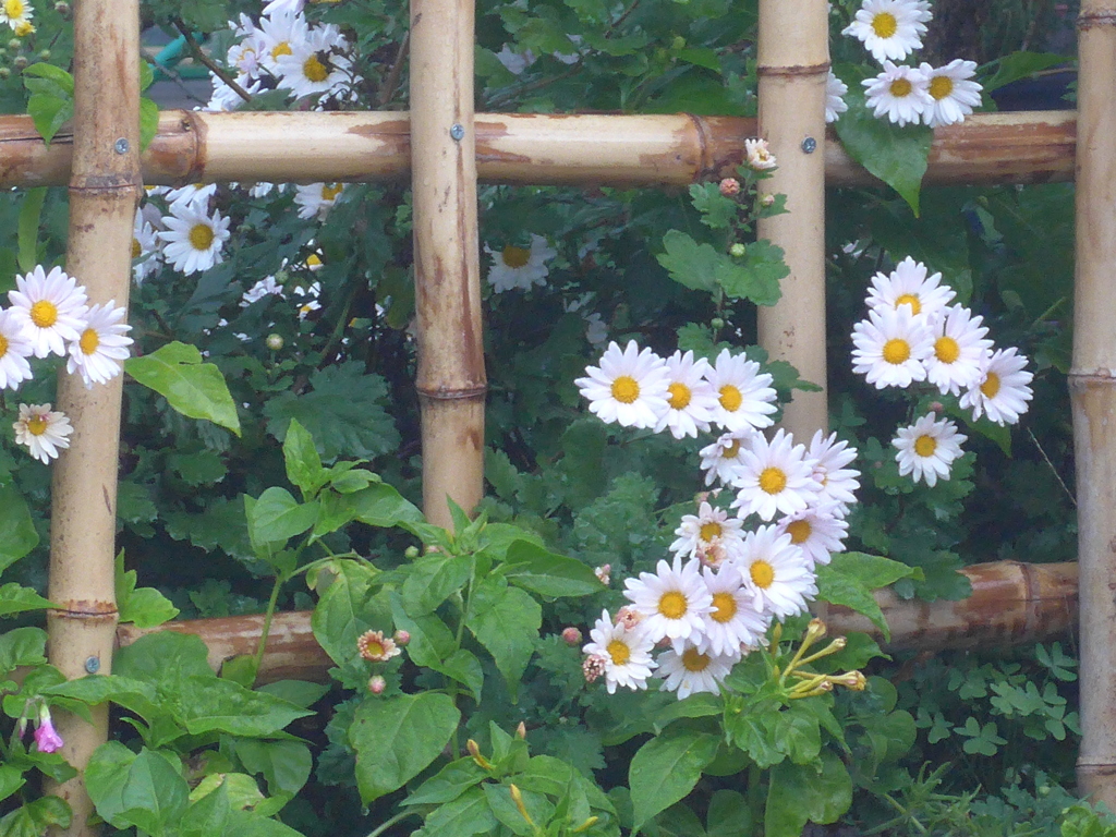 P1190109　小菊の咲く竹垣