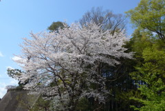 P1380048　桜