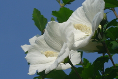 P1230897　真っ白