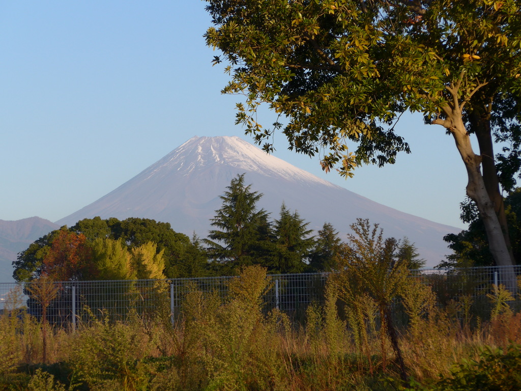 今朝の富士山