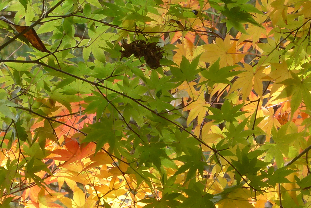 P1190278　修善寺虹の郷にて　～秋色～