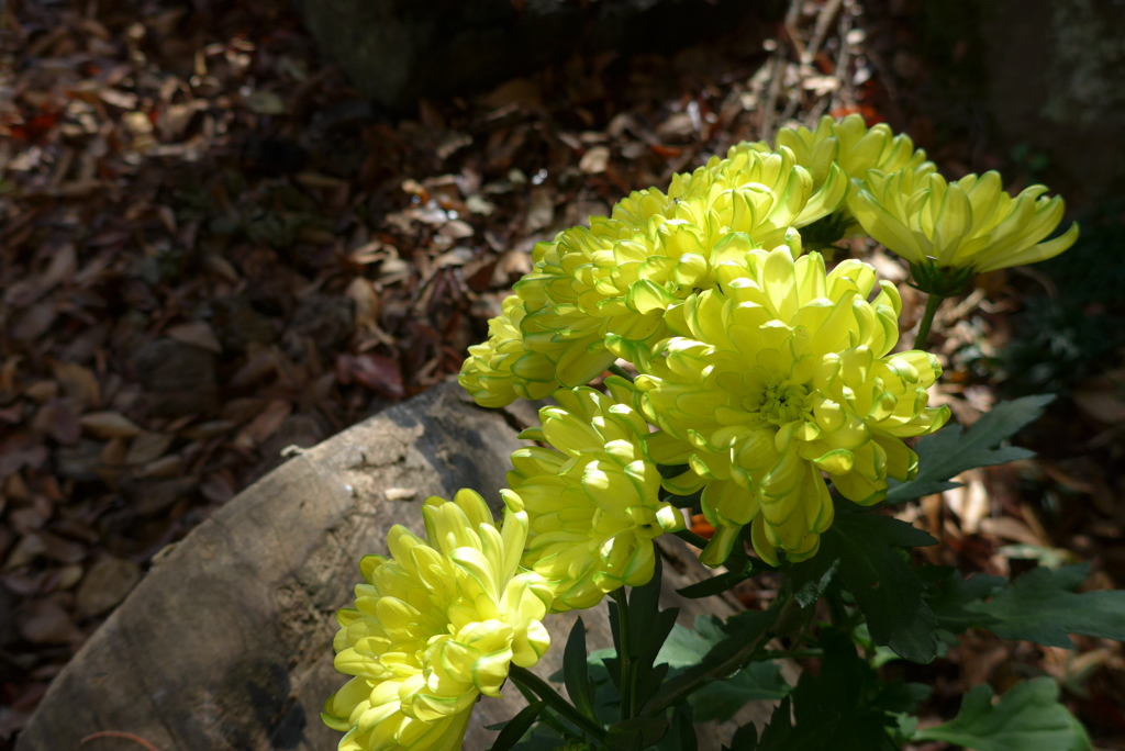 P1120350　「菊まつり」にて