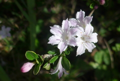 P1150377　純愛