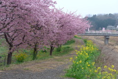 P1130954　河津桜と菜の花