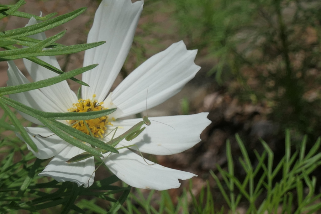 P1012319　カマキリさんの遊び場