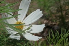 P1012319　カマキリさんの遊び場