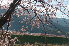 P1370563　河津桜