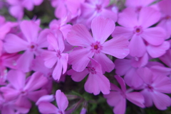 P1210630　忍耐（花言葉）