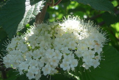 P1270430　木漏れ日に…♪