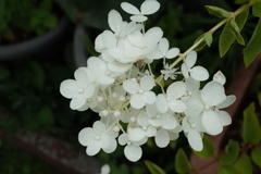 R0351426　ひっそりと…