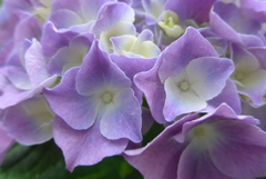 P1230254　公園の紫陽花