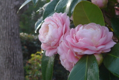 P1370894　完全な愛
