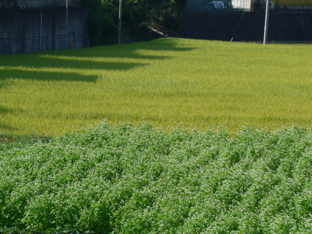 ソバ畑と稲田