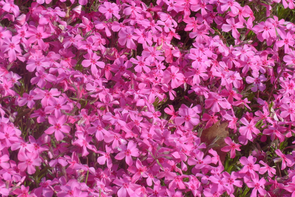 P1320554　芝桜