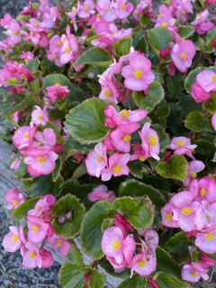 IMG_0247 ベゴニア IMG_0247 ベゴニア