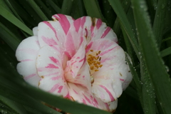 P1079794　落ち椿
