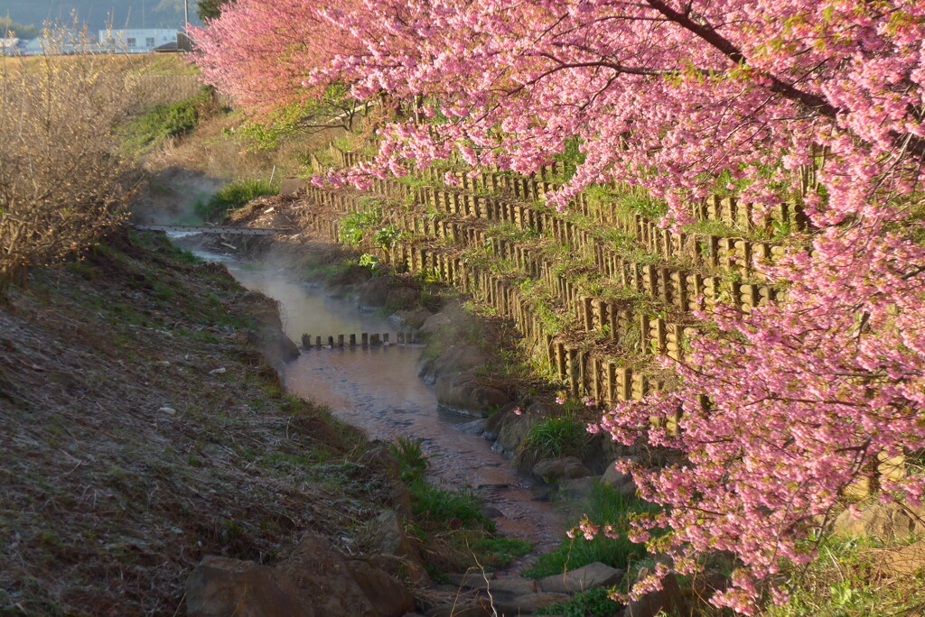 P1200329　水辺の桜