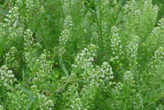 P1330138　小さな森