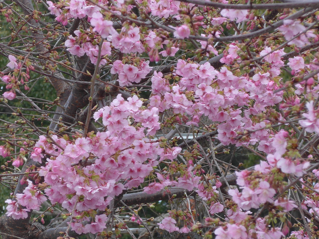 P1130648　河津桜