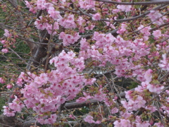 P1130648　河津桜