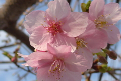 P1130624　河津桜