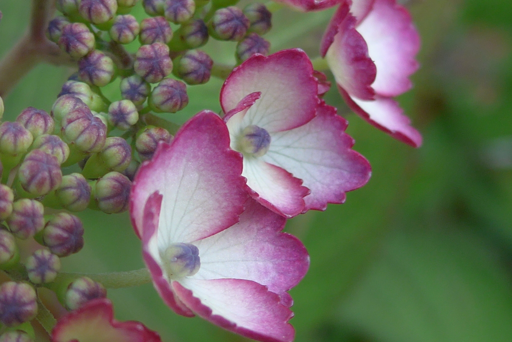 P1220860　かわいいアジサイ