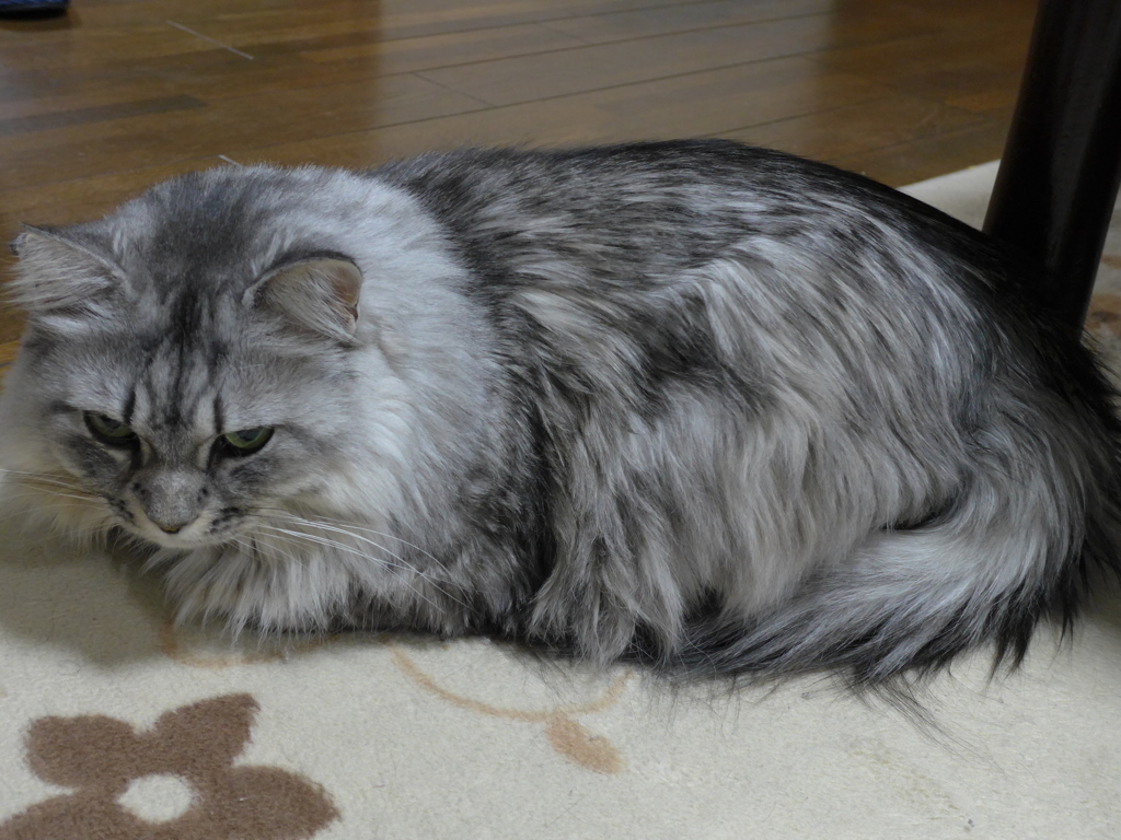 P1070165　ねこさん