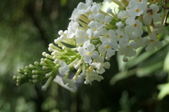 P1057134　横浜イングリッシュガーデン