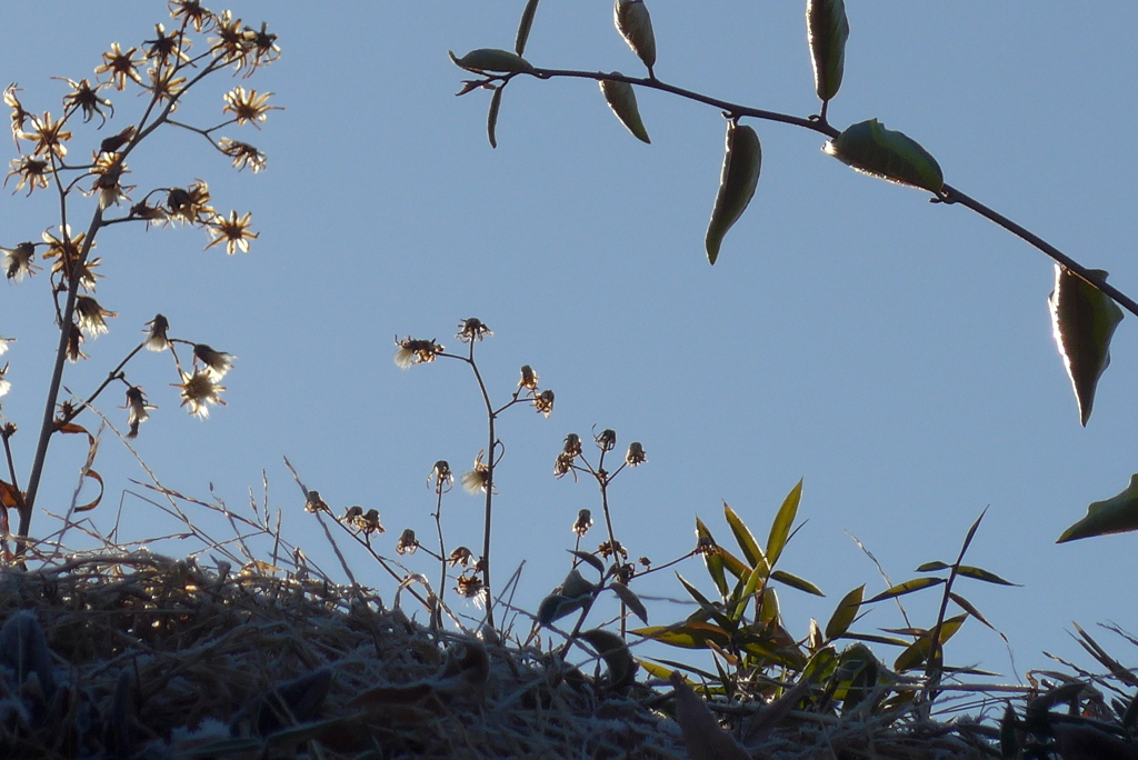 P1290244　冬の野に