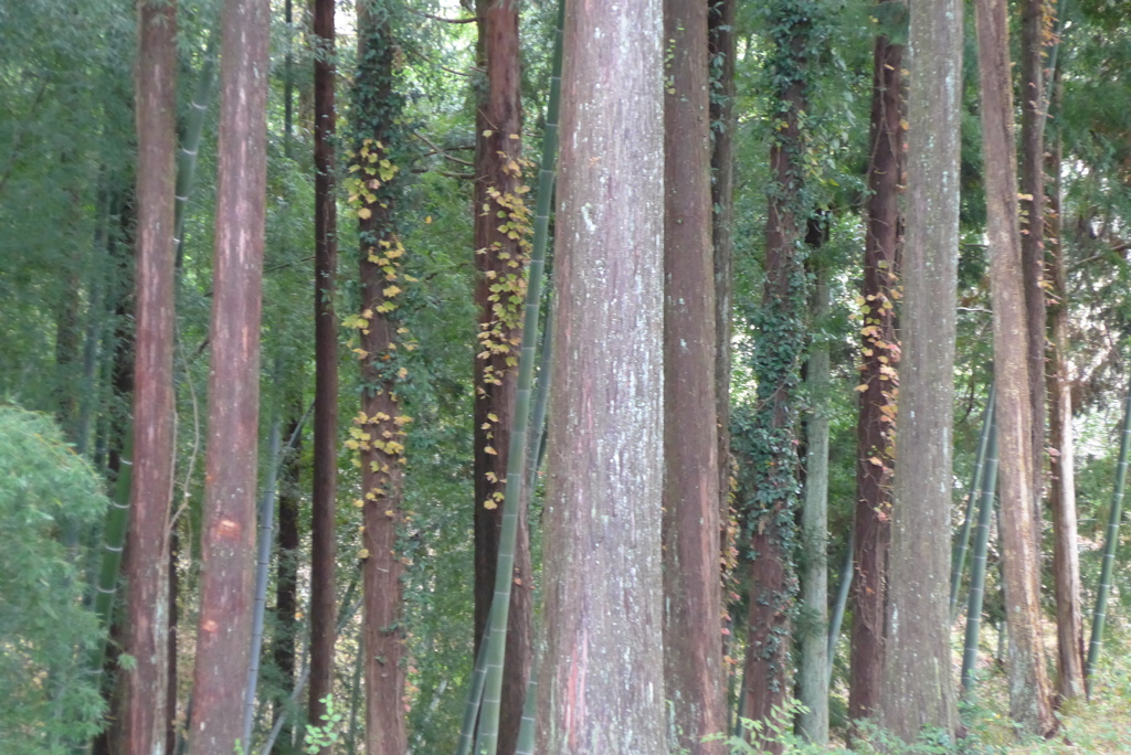 P1190226　修善寺虹の郷にて　～杉木立～