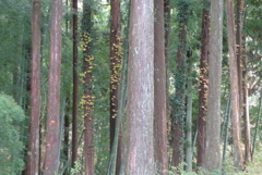 P1190226　修善寺虹の郷にて　～杉木立～