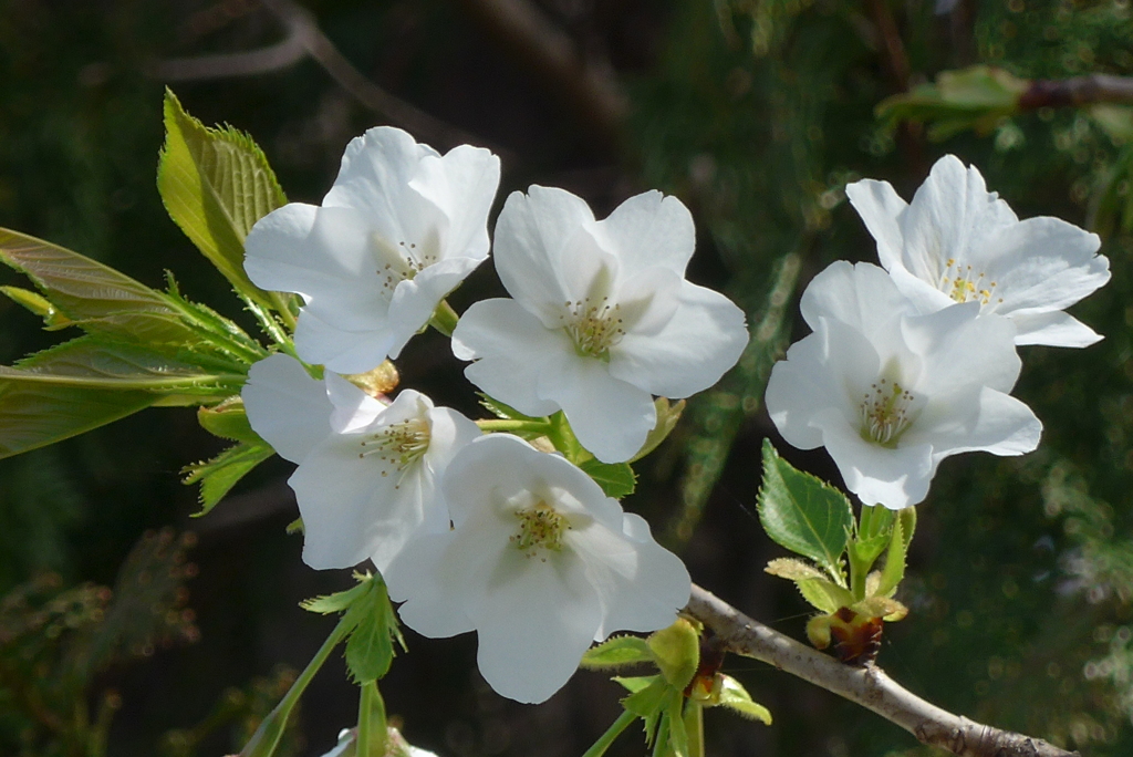P1260433　白い桜