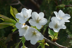 P1260433　白い桜