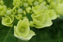 P1023760　アジサイ