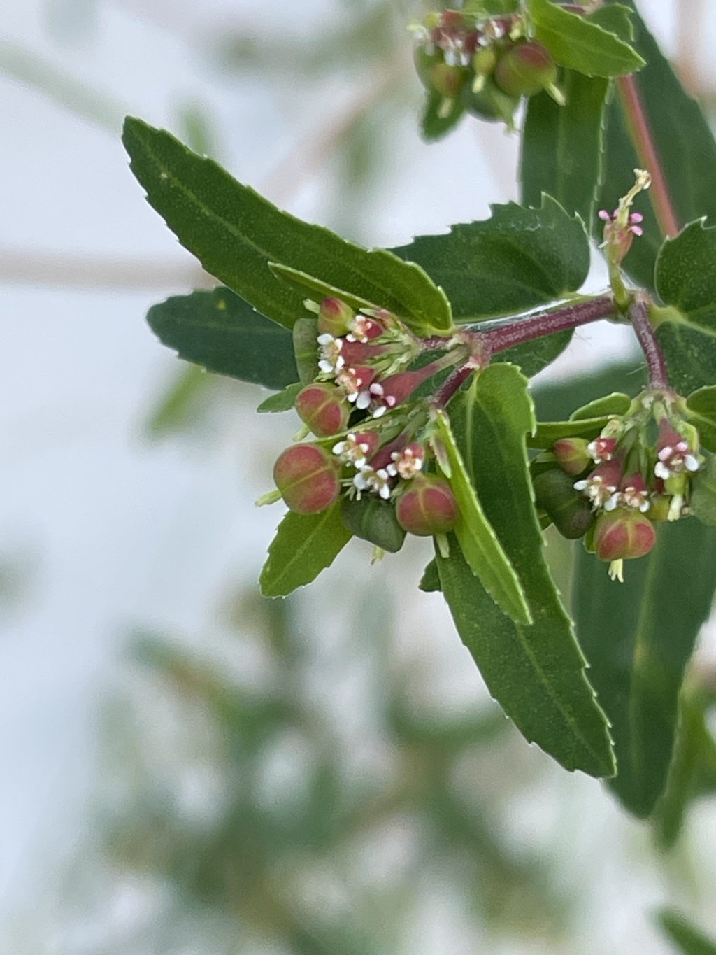 IMG_0245　野の花