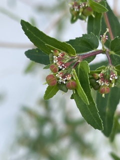IMG_0245 野の花 IMG_0245 野の花