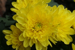 P1069414　菊