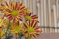 P1069491　菊