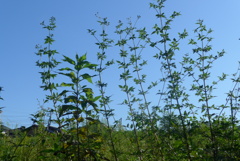 P1240917　空き地にて