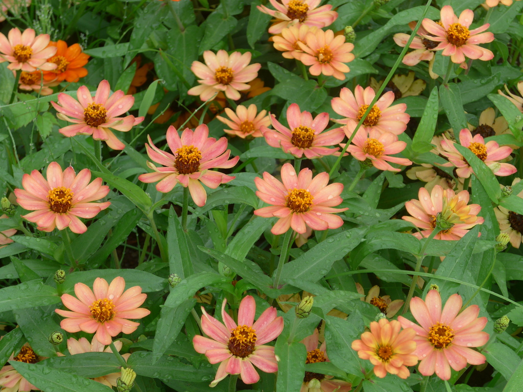 P1100589　夏の花