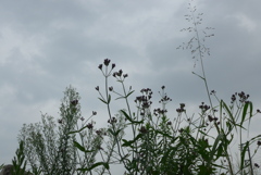 P1240084　夏の野草