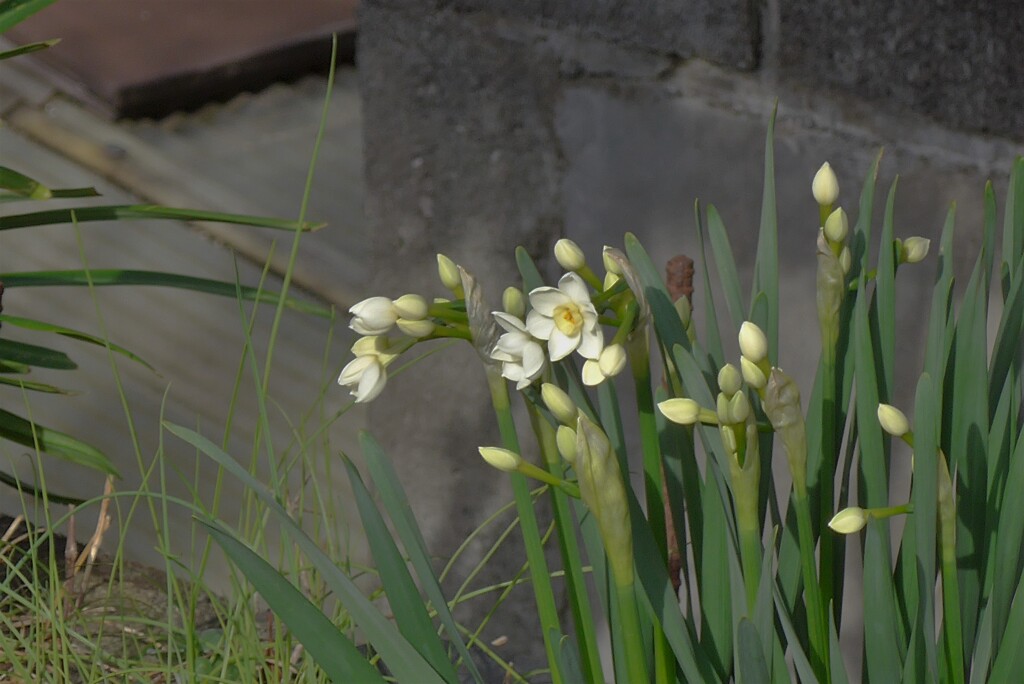 P1320150 (2)　可憐