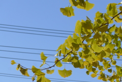 P1390294　イチョウ