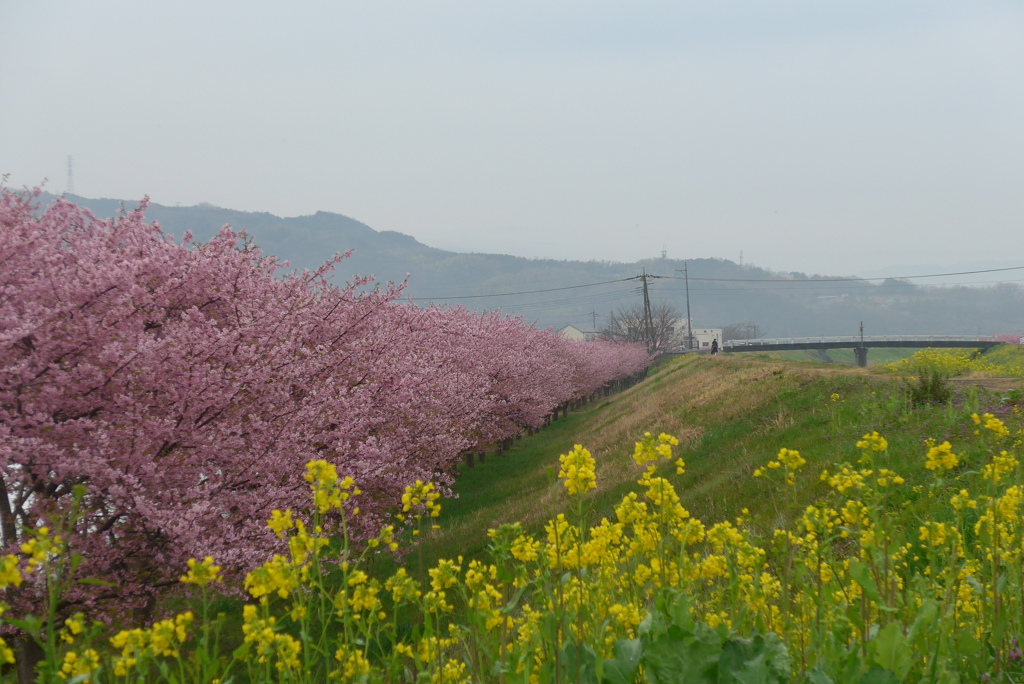 P1130935　河津桜と菜の花