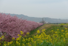 P1130935　河津桜と菜の花