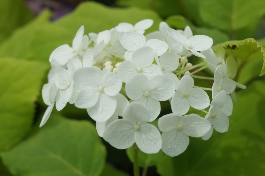 R0351347　楚々として