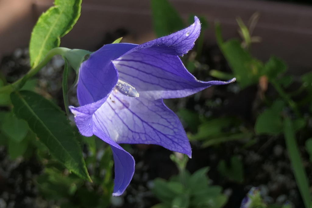 P1024250　桔梗