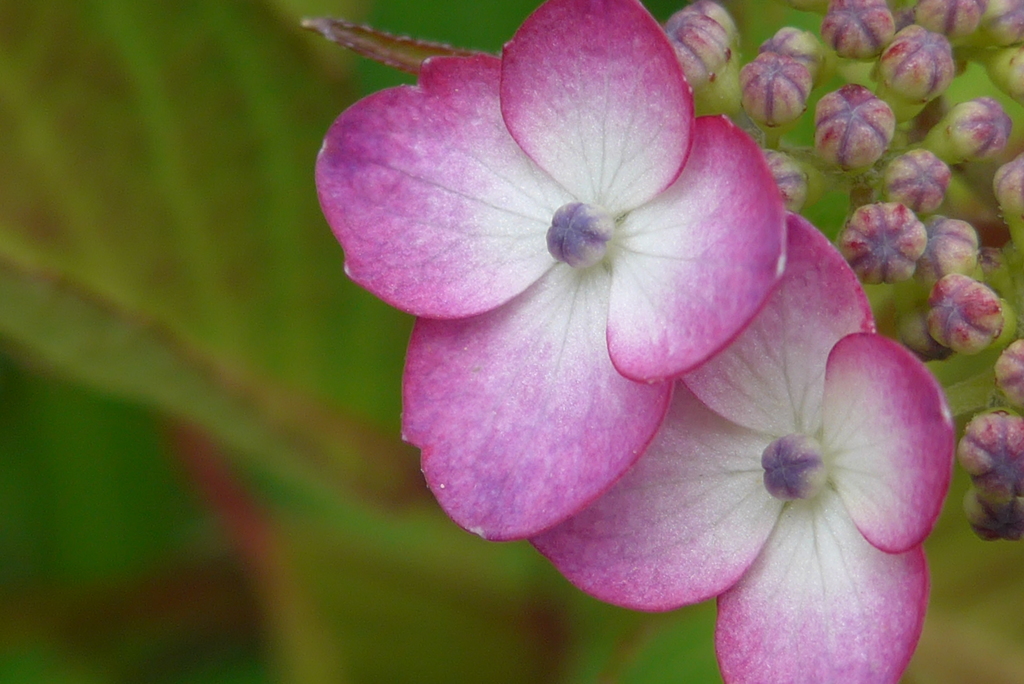 P1160016　愛らしく